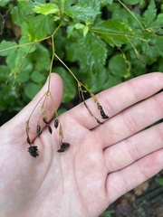 Cryptotaenia canadensis