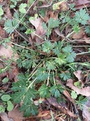 Potentilla argentea