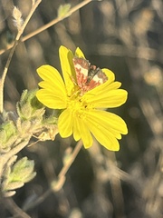 Lagophylla glandulosa