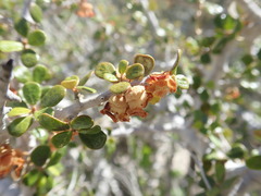 Diospyros nidiformis