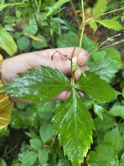Cryptotaenia canadensis