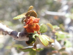 Diospyros nidiformis