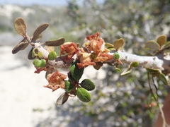 Diospyros nidiformis