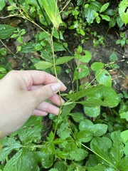Cryptotaenia canadensis