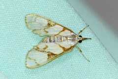 Cirrhochrista kosemponialis