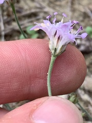 Sixalix atropurpurea