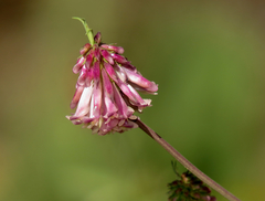 Trifolium productum