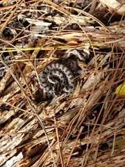 Sistrurus miliarius barbouri