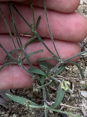 Sixalix atropurpurea