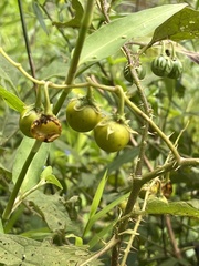 Solanum carolinense