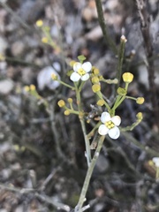 Montinia caryophyllacea