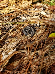 Sistrurus miliarius barbouri