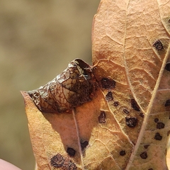 Macrodiplosis majalis