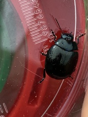 Chrysolina haemoptera