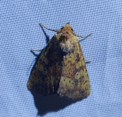 Perigea xanthioides