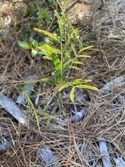 Acacia