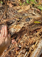 Sistrurus miliarius barbouri