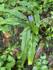 Tradescantia