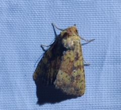 Perigea xanthioides