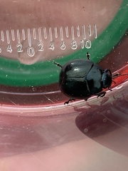 Chrysolina haemoptera