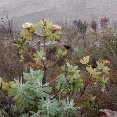 Protea nitida