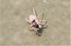 Menemerus semilimbatus