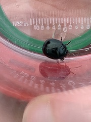 Chrysolina haemoptera