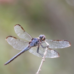 Libellula axilena