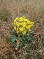 Jacobaea