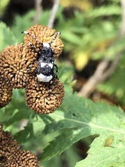 Platystomos albinus