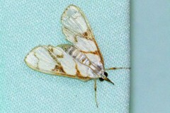 Cirrhochrista kosemponialis