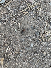 Formica integra