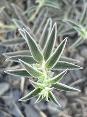 Trichostema lanceolatum