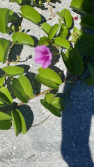 Ipomoea pes-caprae