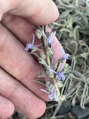 Trichostema lanceolatum