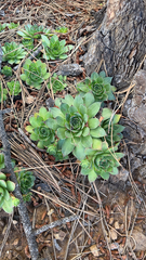 Sempervivum tectorum
