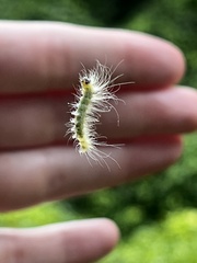 Acronicta rubricoma