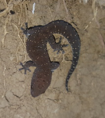 Pachydactylus affinis