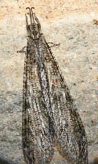 Vella fallax