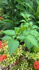 Capsicum annuum