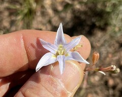 Moraea polyanthos