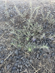 Trichostema lanceolatum