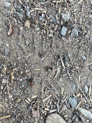 Formica integra