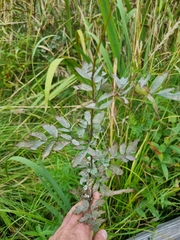 Thalictrum flavum