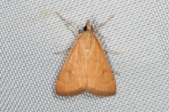 Achyra rantalis