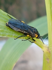 Adurgoa gonagra