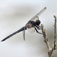 Libellula axilena