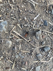 Formica integra