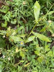 Erigeron strigosus