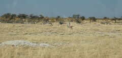 Equus quagga burchellii